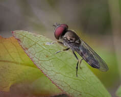 Imagem de Platycheirus nearcticus Vockeroth 1990