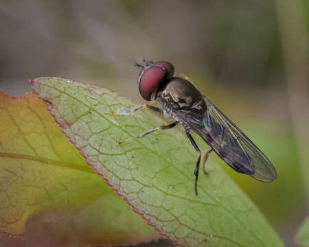 Image of Platycheirus nearcticus Vockeroth 1990