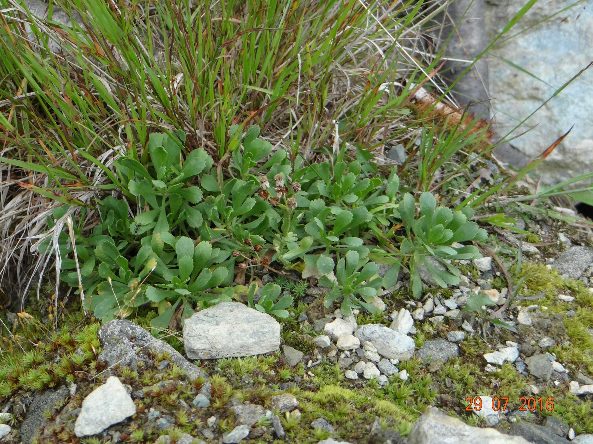 Achillea erba-rotta subsp. erba-rotta resmi