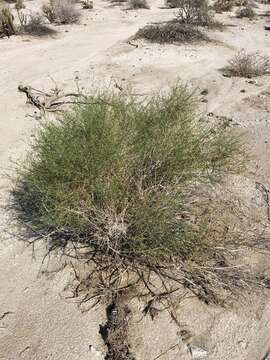 Image of Ambrosia salsola var. salsola