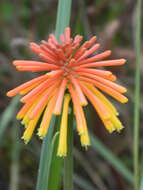 Image of Kniphofia coddiana Cufod.