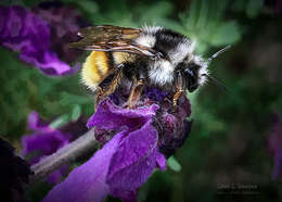 Image of Bombus vancouverensis vancouverensis Cresson 1879