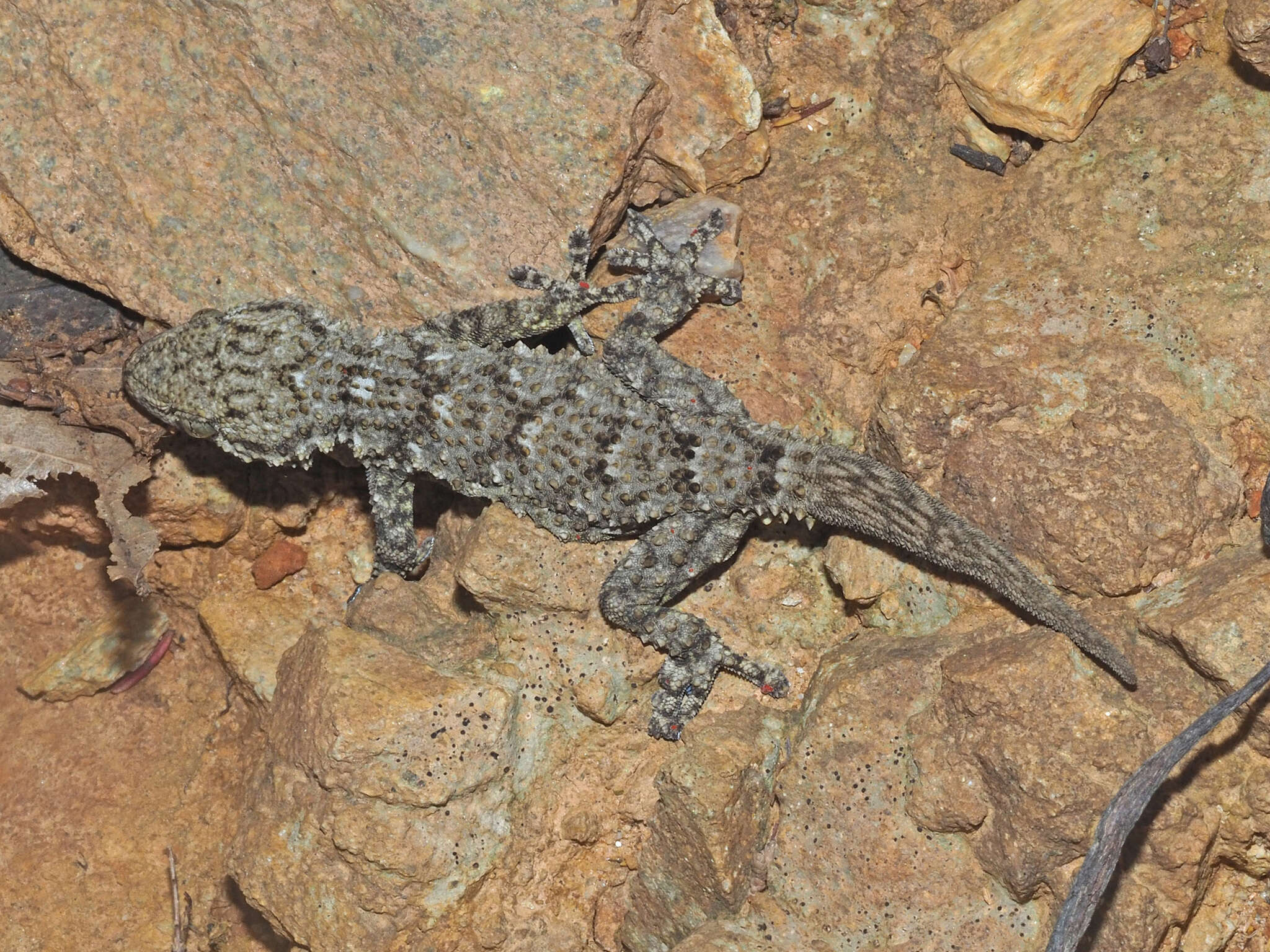 Image of Tarentola mauritanica mauritanica (Linnaeus 1758)