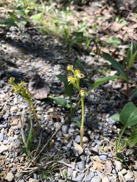 Image of Yellow coralroot