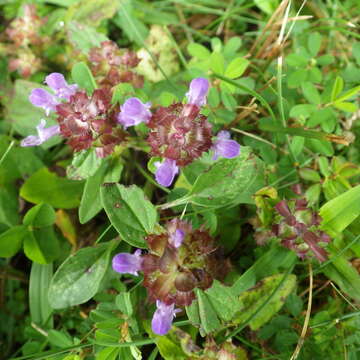 Image of common selfheal