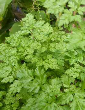 Image of garden chervil