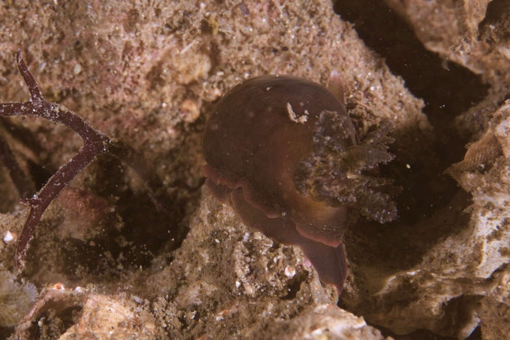 Image of Dendrodoris arborescens (Collingwood 1881)