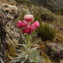Imagem de Helichrysum formosissimum Sch. Bip.