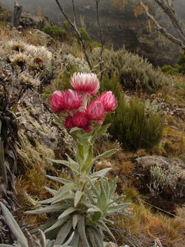 Image of everlasting-flower