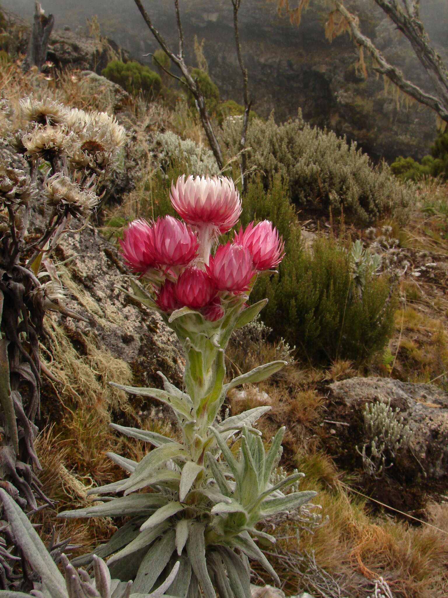Imagem de Helichrysum formosissimum Sch. Bip.