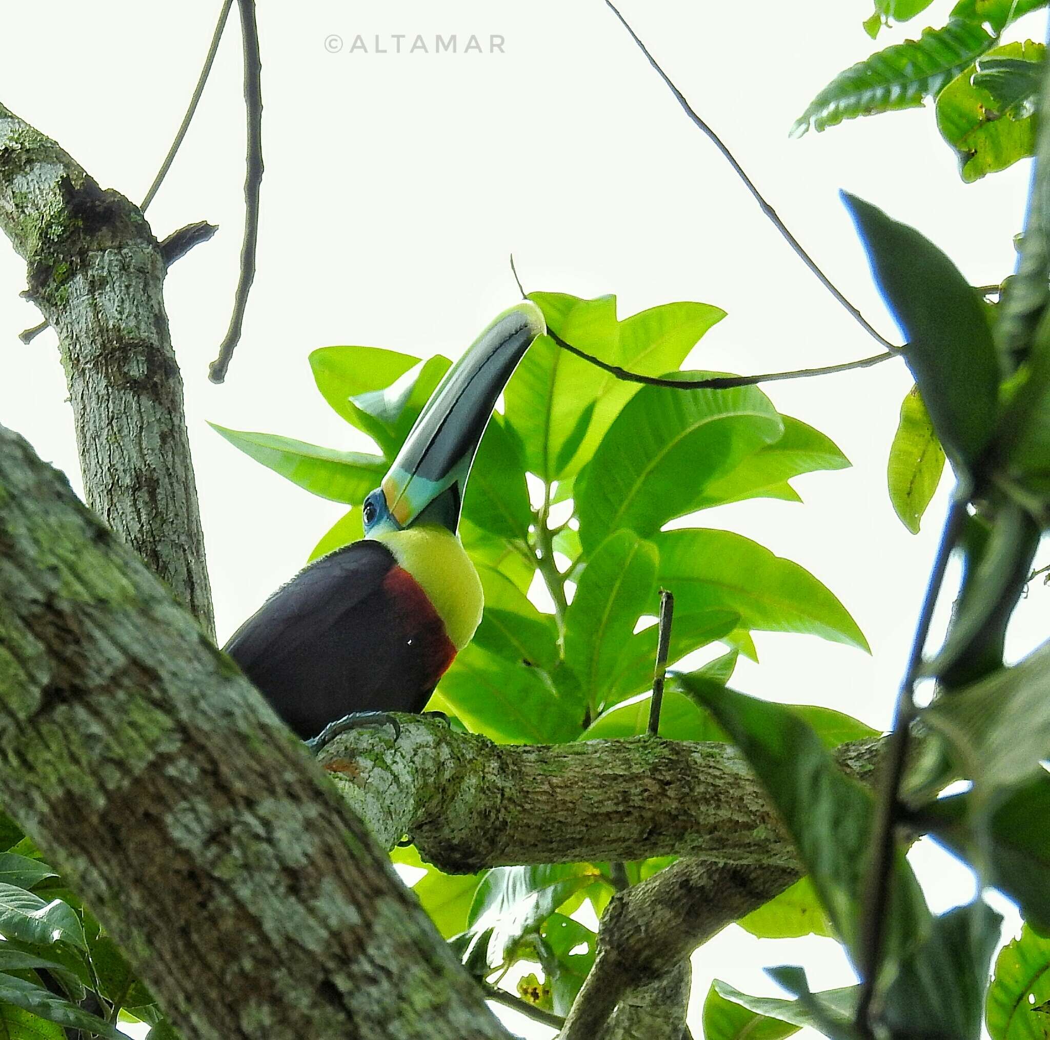 Image of Ramphastos vitellinus citreolaemus Gould 1844