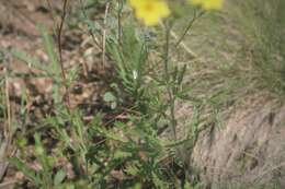 Image of Potentilla recta subsp. laciniosa (Kit. ex Nestler) Nyman