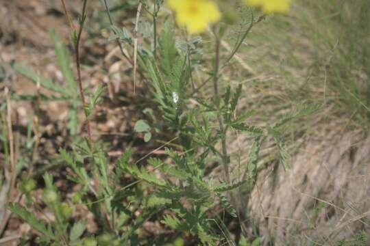 Plancia ëd Potentilla recta subsp. laciniosa (Kit. ex Nestler) Nyman