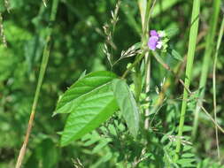 Image of Glycine max subsp. soja (Siebold & Zucc.) H. Ohashi