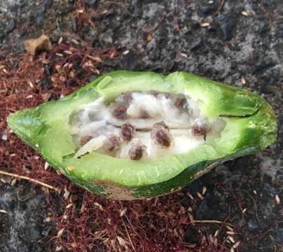 Image of Mountain papaya