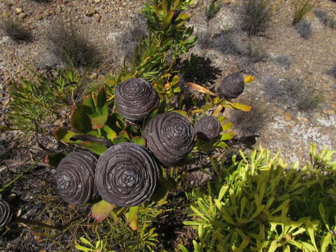 Image of Leucadendron platyspermum R. Br.