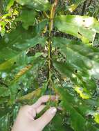 Image of Northern silky oak