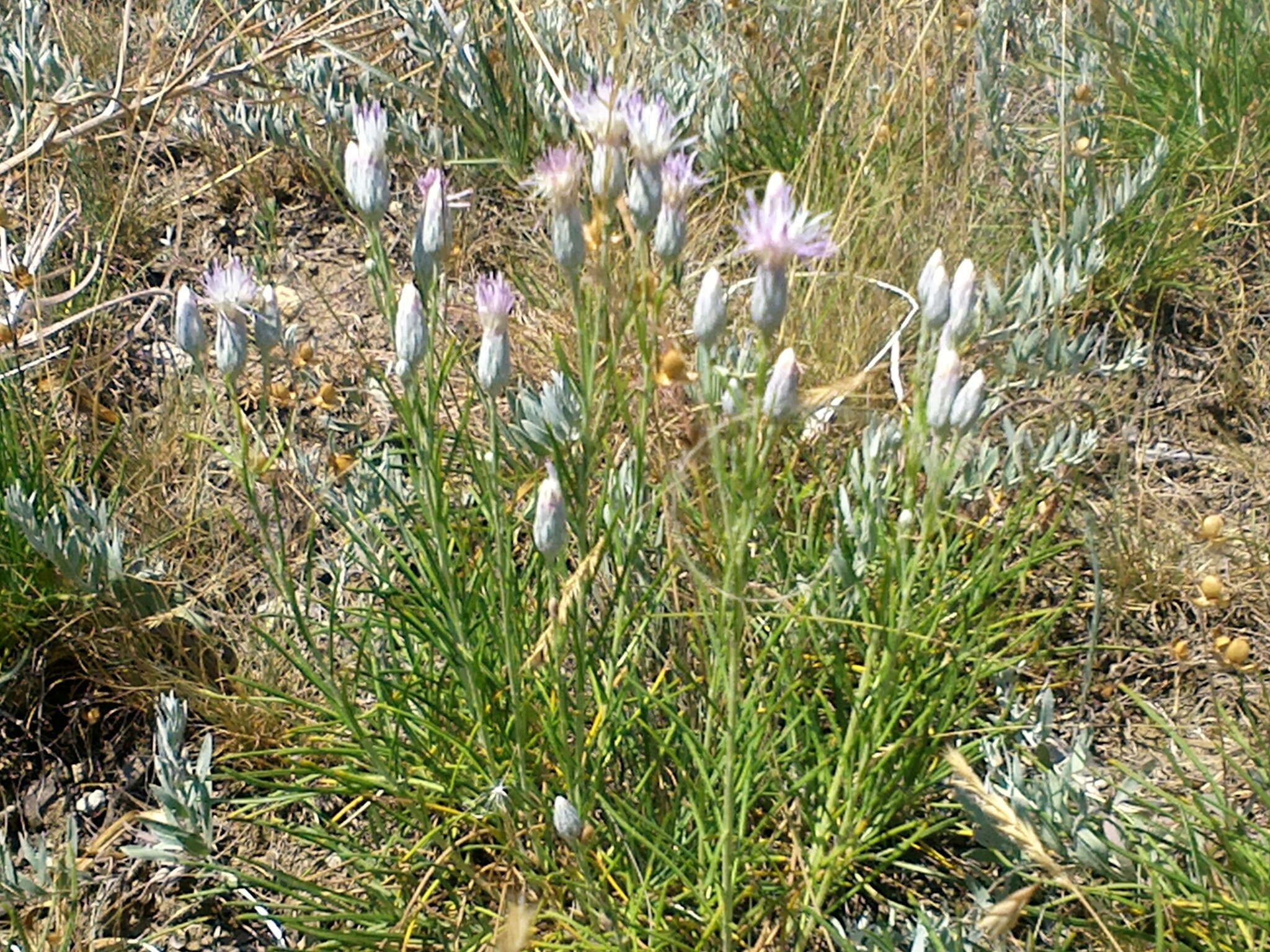 Image of Jurinea stoechadifolia (M. Bieb.) DC.