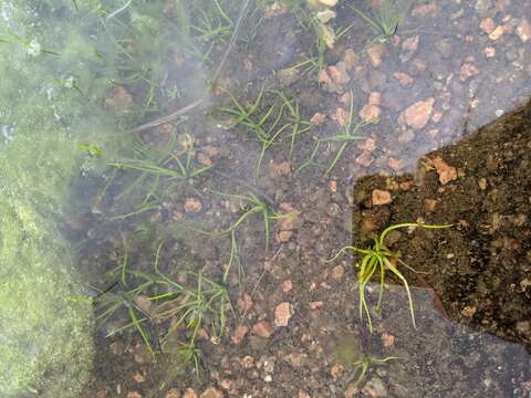 Image of Rock Quillwort