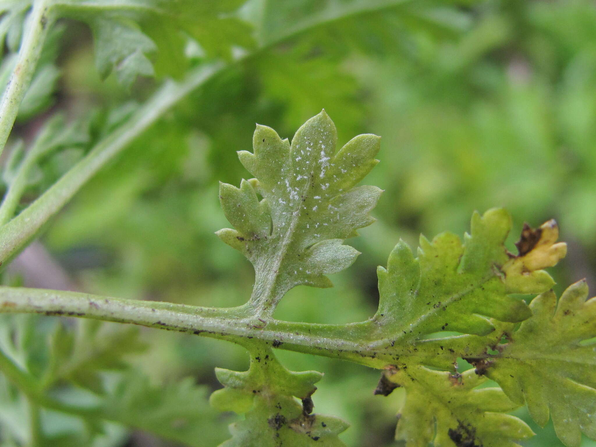 Image of Paraperonospora sulphurea (Gäum.) Constant. 1989