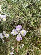 Image de Euphrasia collina subsp. diversicolor W. R. Barker