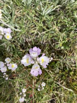 Sivun Euphrasia collina subsp. diversicolor W. R. Barker kuva