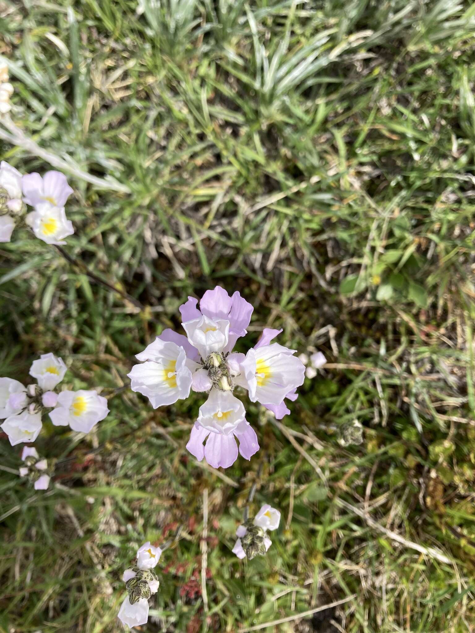 Imagem de Euphrasia collina subsp. diversicolor W. R. Barker