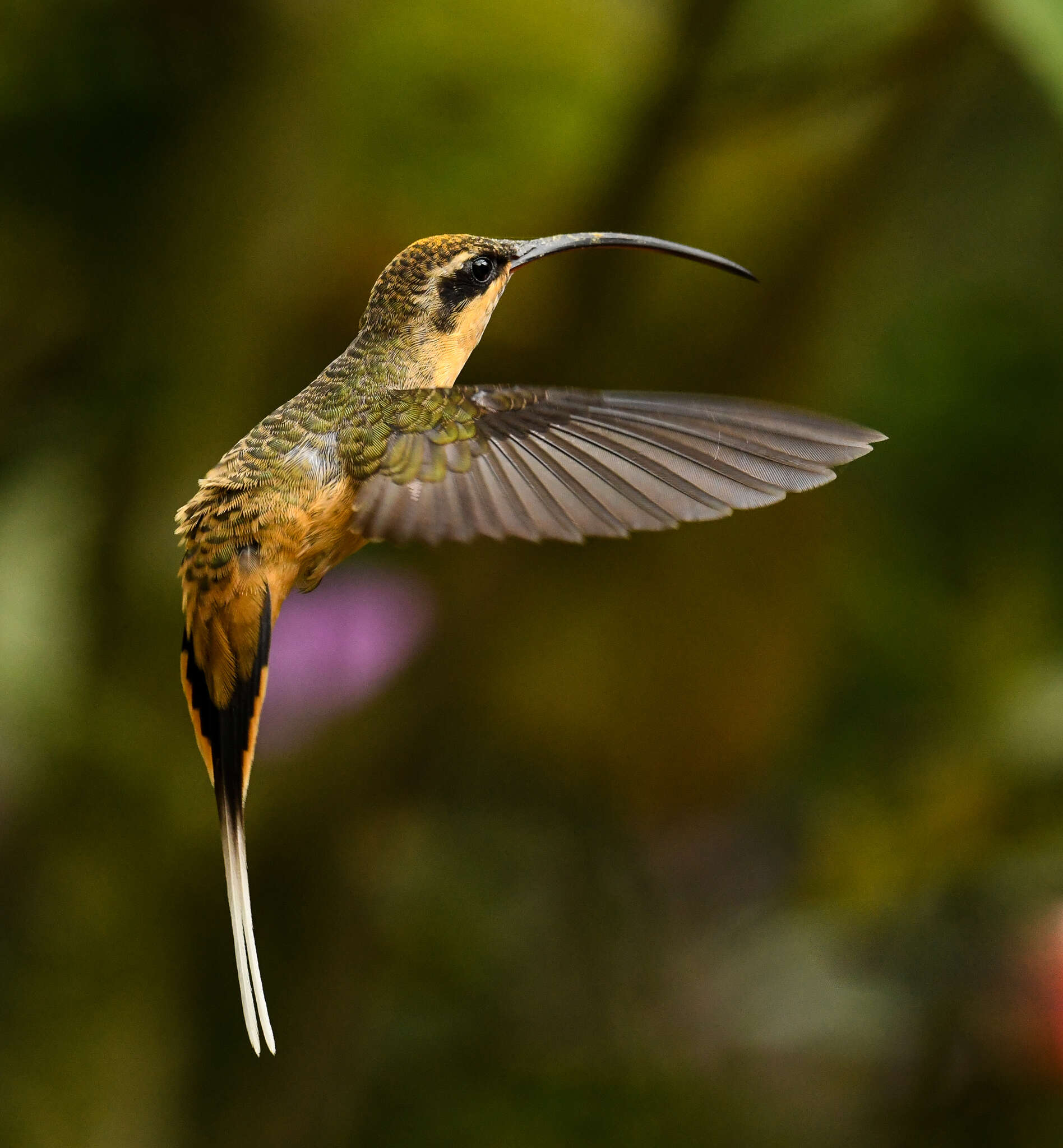 Image of Tawny-bellied Hermit