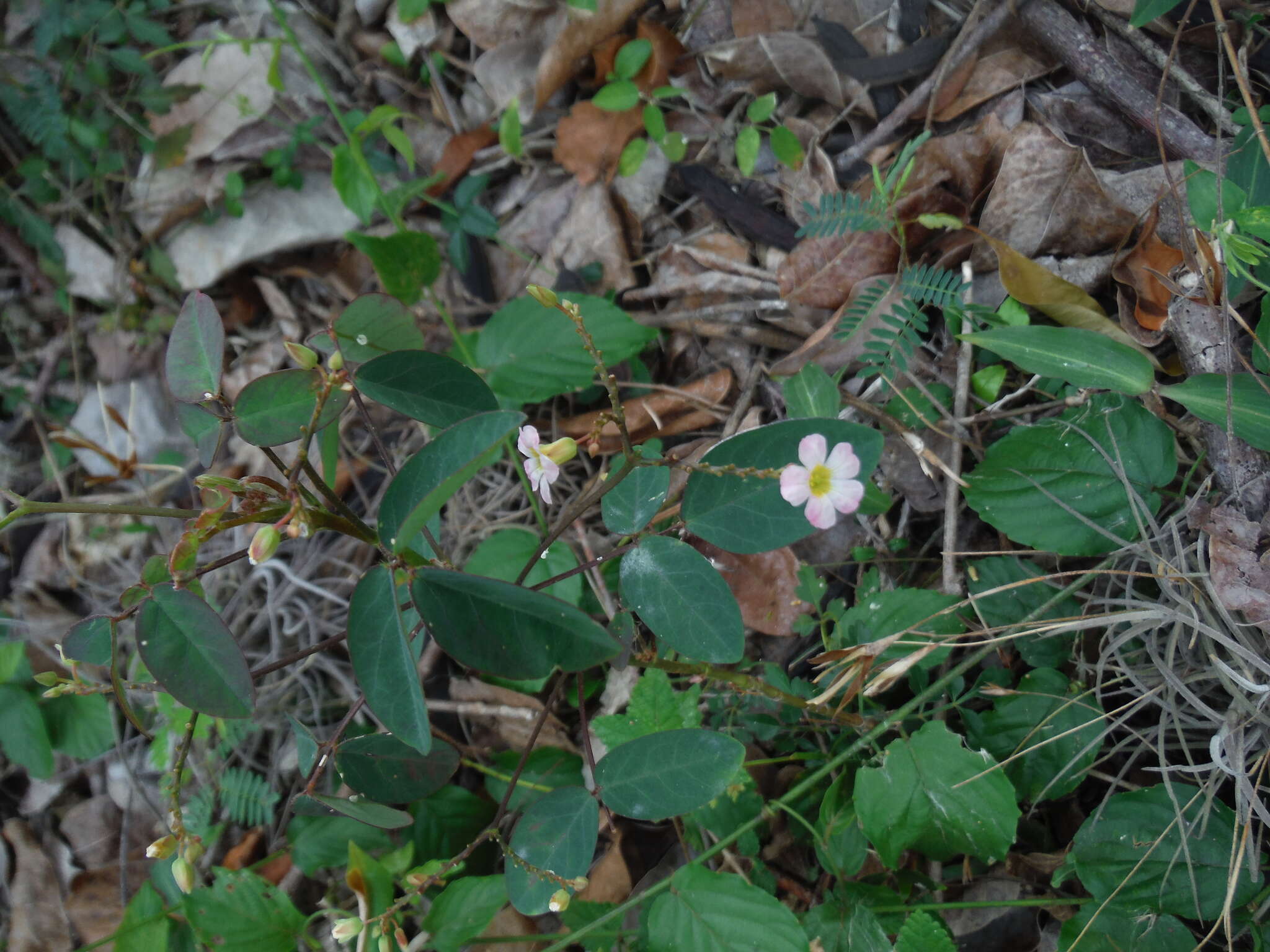 Sivun Oxalis barrelieri L. kuva