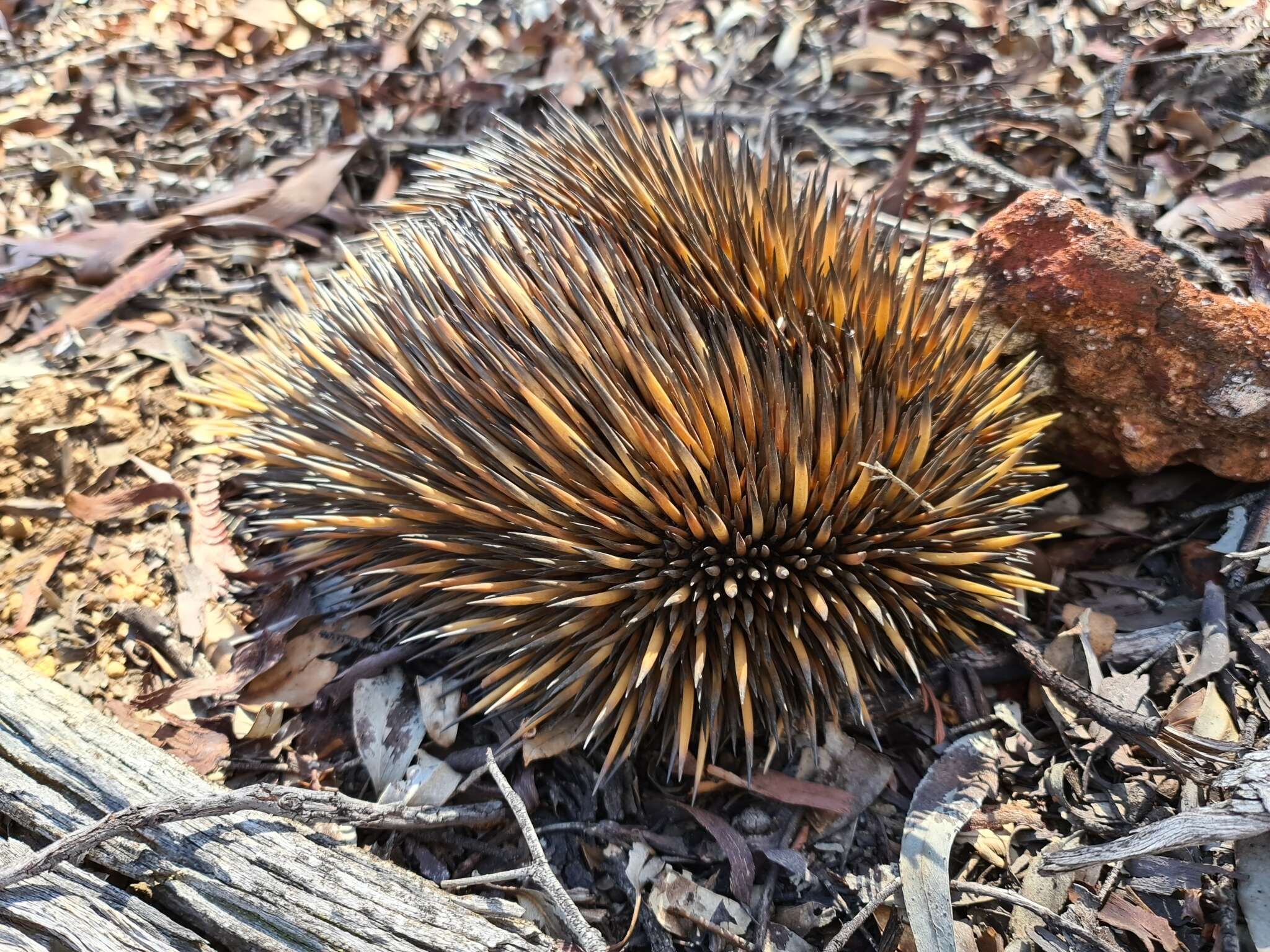 Image of Tachyglossus aculeatus acanthion (Collett 1884)