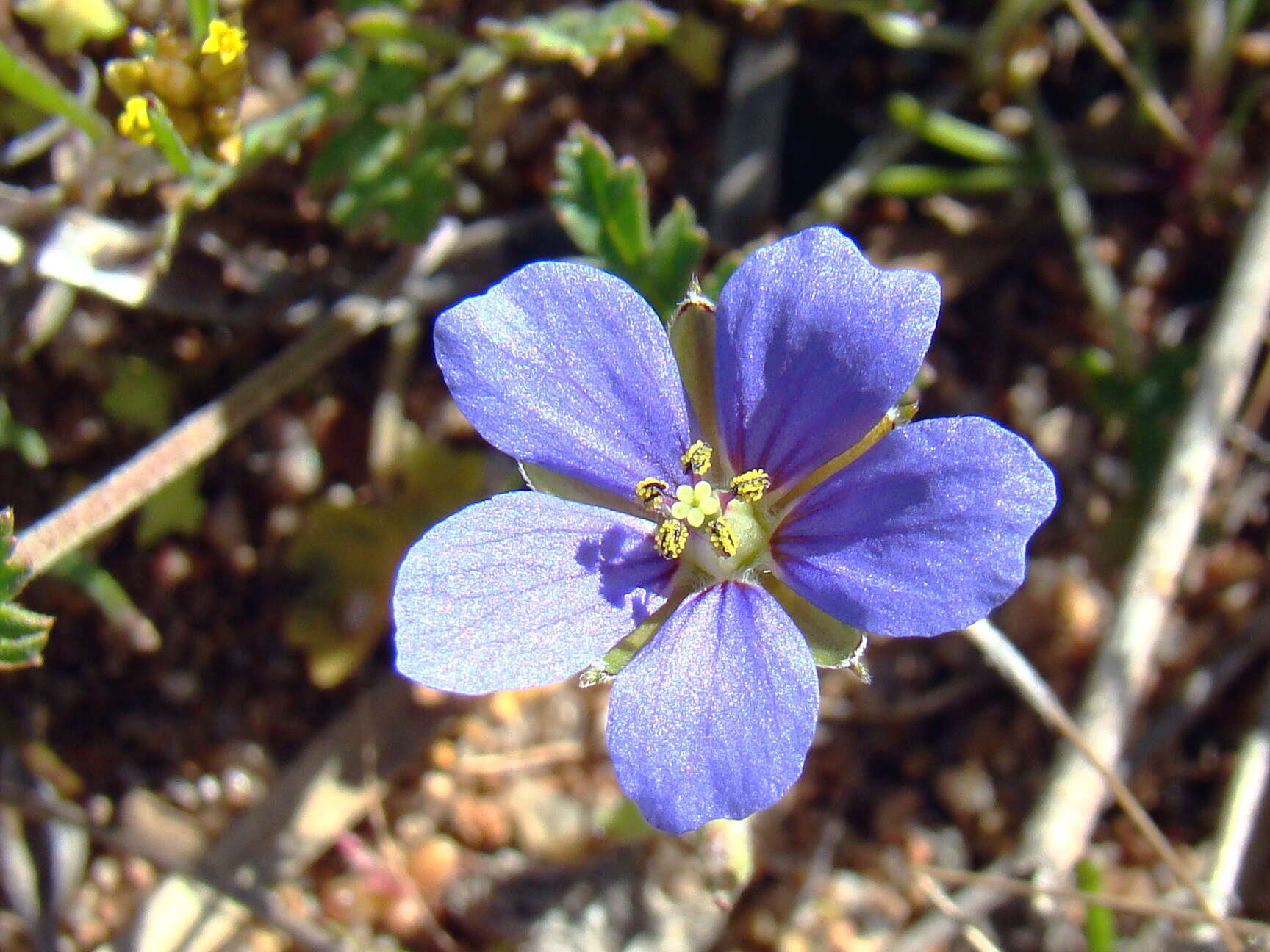 Слика од Erodium crinitum Carolin