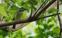 Pachyramphus polychopterus (Vieillot 1818) resmi