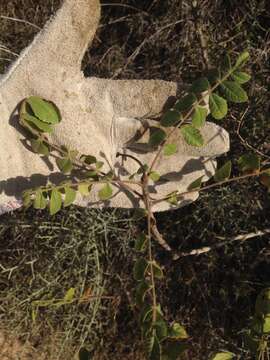 Image of Sicilian sumac