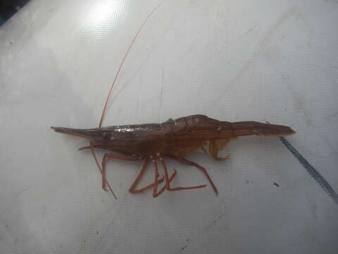 Image of Hokkai shrimp