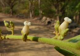 Image de Diospyros melanoxylon Roxb.