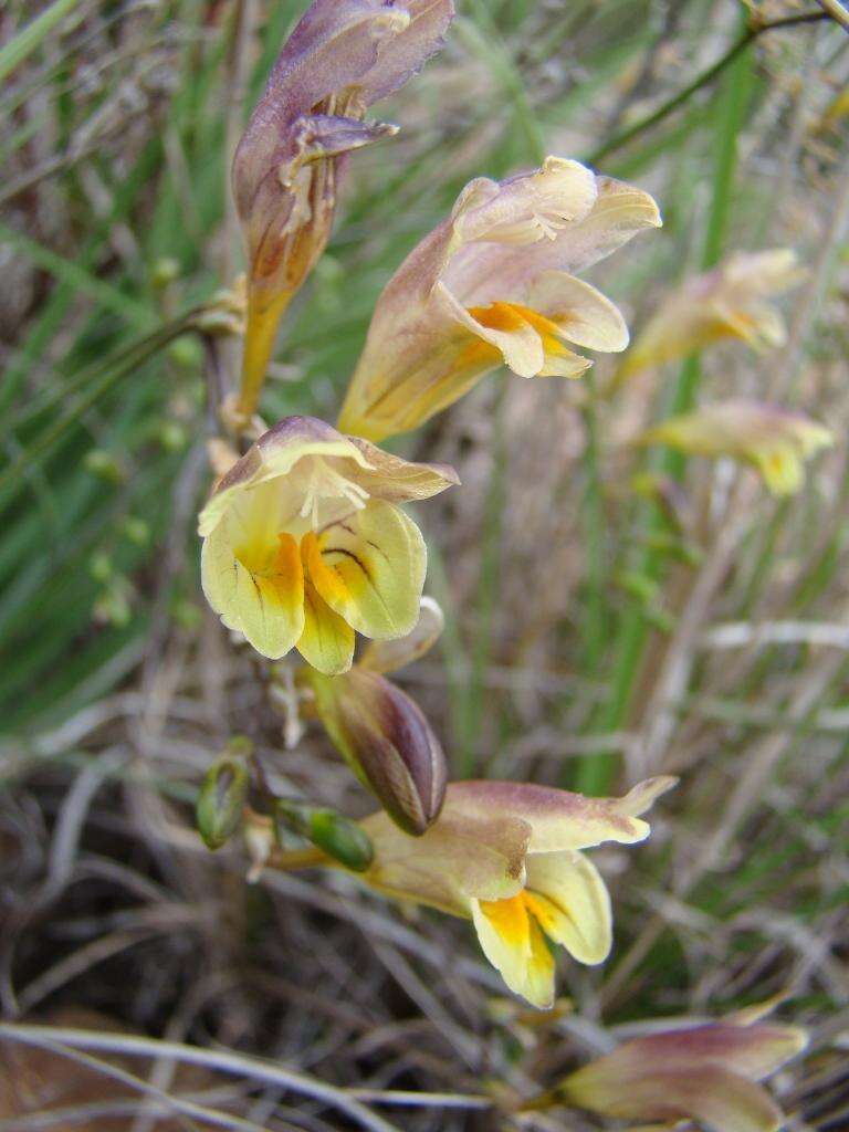 Freesia refracta (Jacq.) Klatt resmi