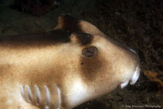 Image of Crested Bullhead Shark