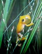 Image of Pickersgill's Banana Frog