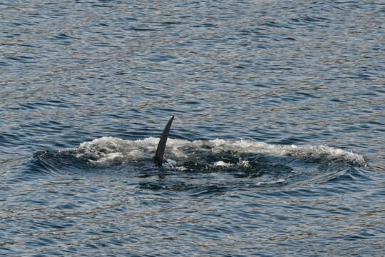 Image of Atlantic Bluefin Tuna