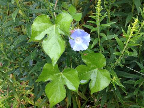 Image of Ivyleaf morning-glory