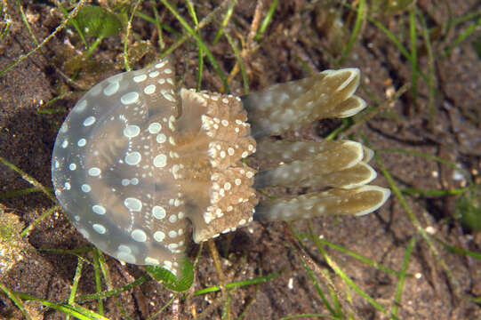 Image of jellyfish