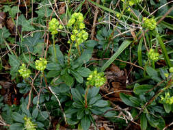 Sivun Euphorbia amygdaloides subsp. robbiae (Turrill) Stace kuva