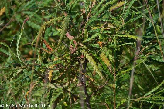 Image of sweet fern