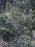 Слика од Cirsium occidentale var. candidissimum (Greene) J. F. Macbr.