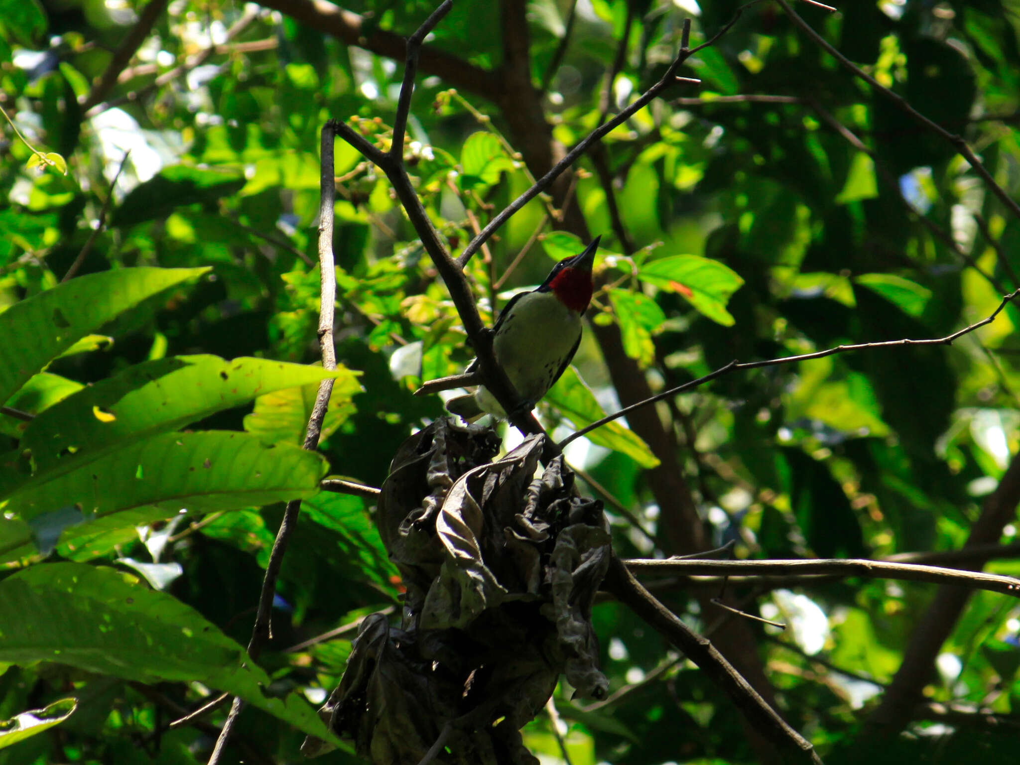 Image of Black-spotted Barbet