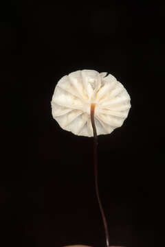 Image of Marasmius rotula (Scop.) Fr. 1838