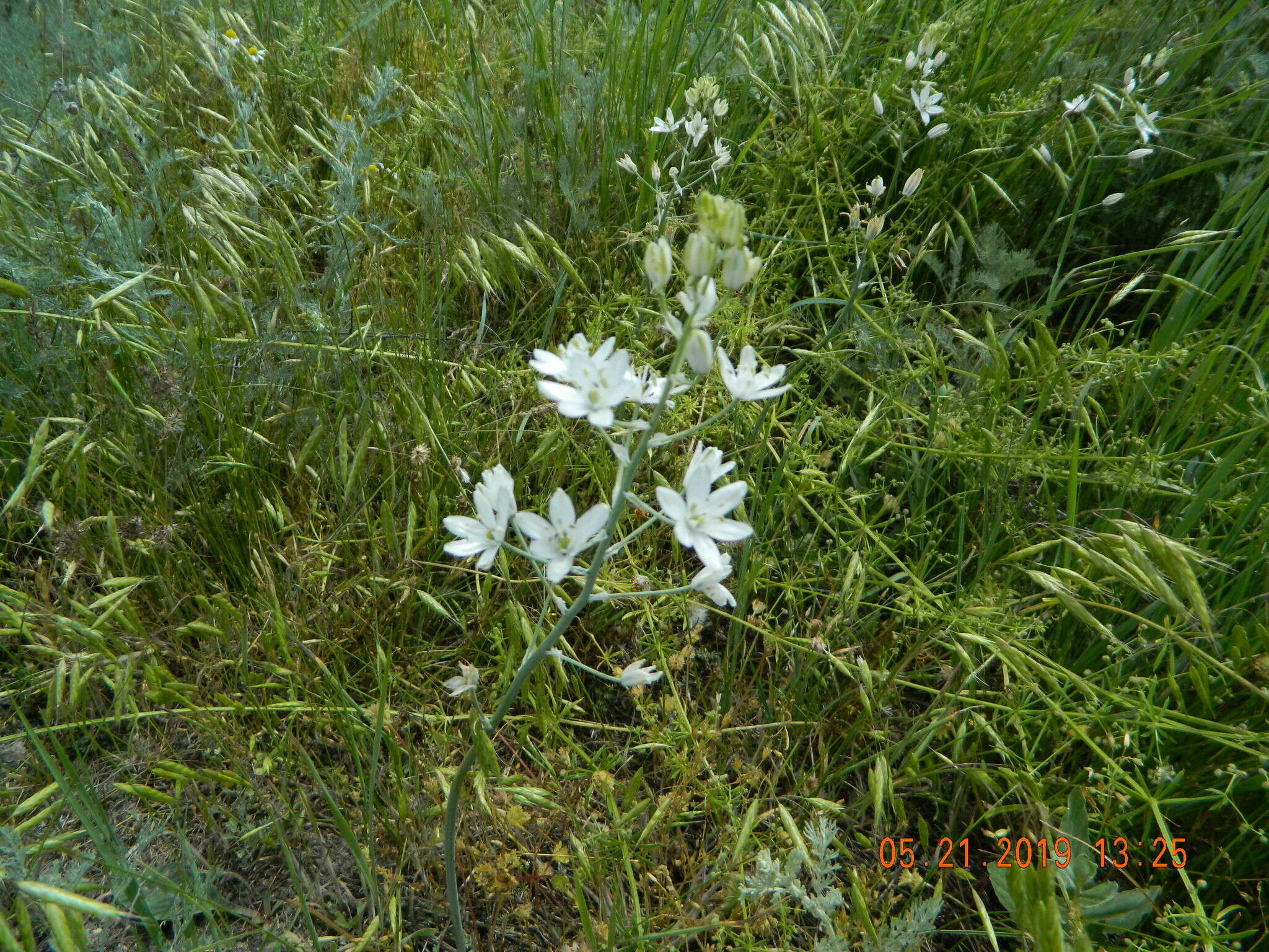 Image of Ornithogalum fischerianum Krasch.