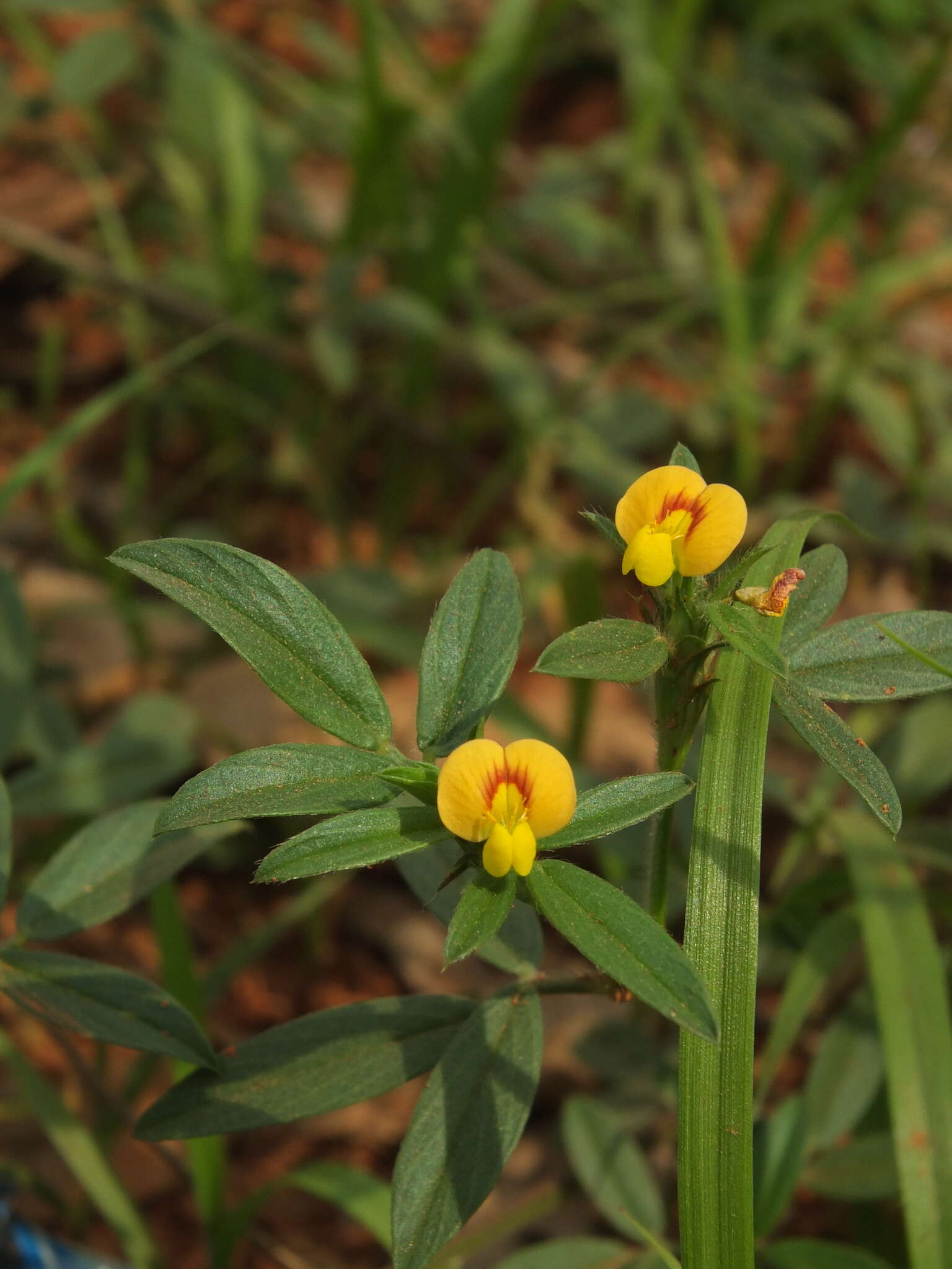 صورة Stylosanthes guianensis (Aubl.) Sw.