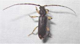 Image of Ash and Privet Borer