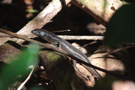 Image of Black Emo Skink